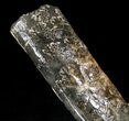 Free-Standing Fossil Baculite - Pierre Shale #22795-4
